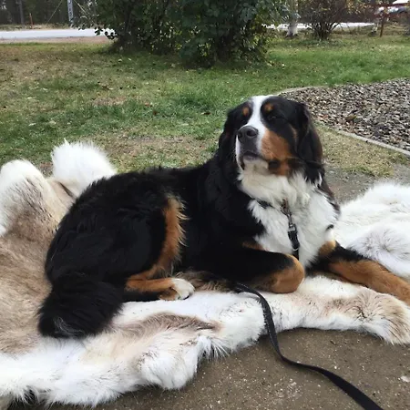 Ξενοδοχείο με διαμερίσματα Kaamasen Kievari 4*